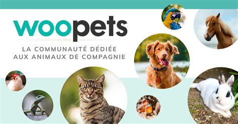 woopets chat|les chats woopets.